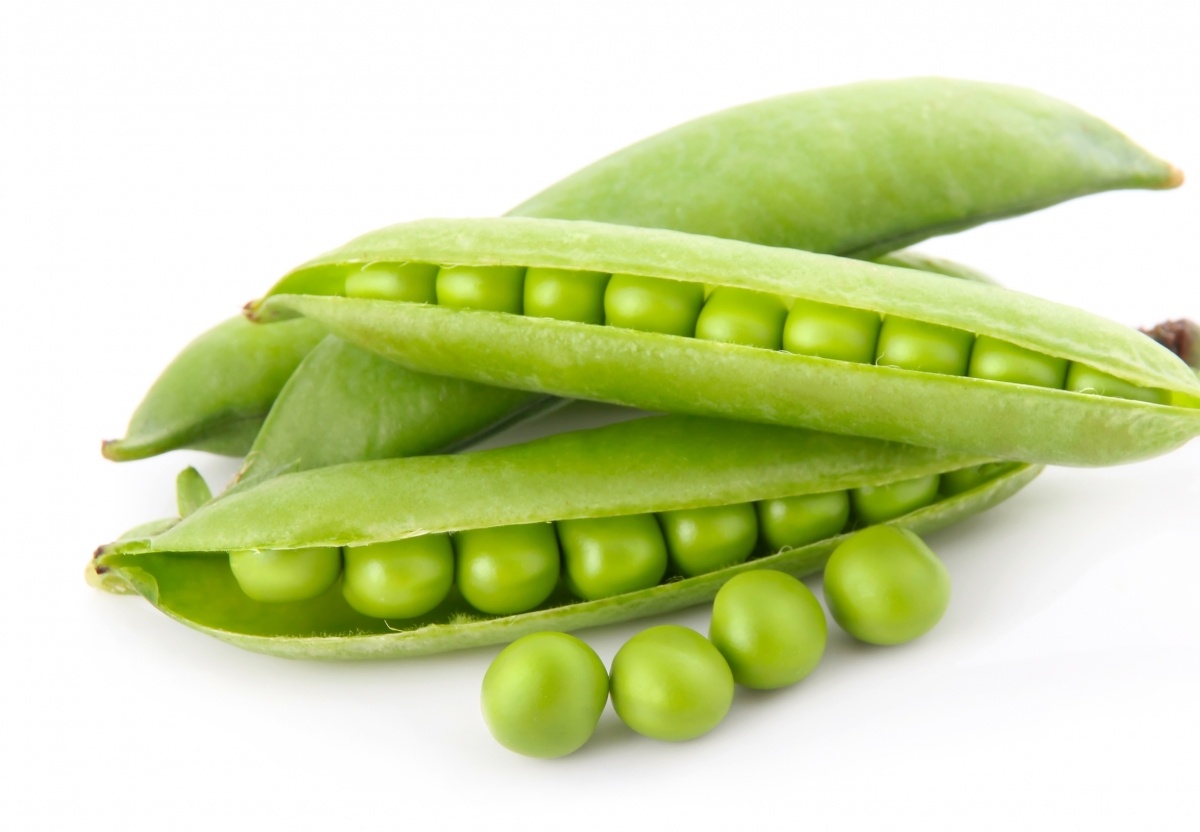 Growing peas with Haifa Fertilizers Haifa Group